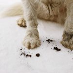 pet-carpet-cleaning-1024x683