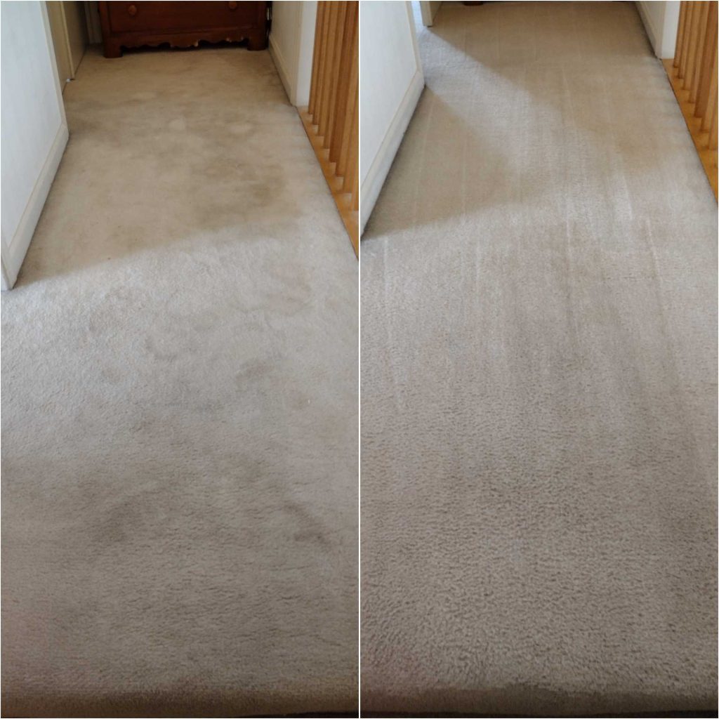 carpet cleaning