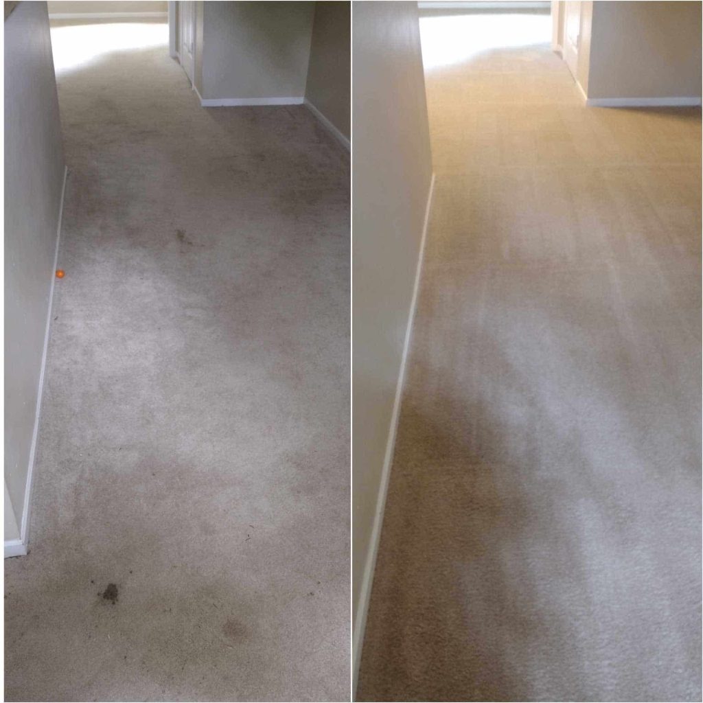 carpet cleaning companies