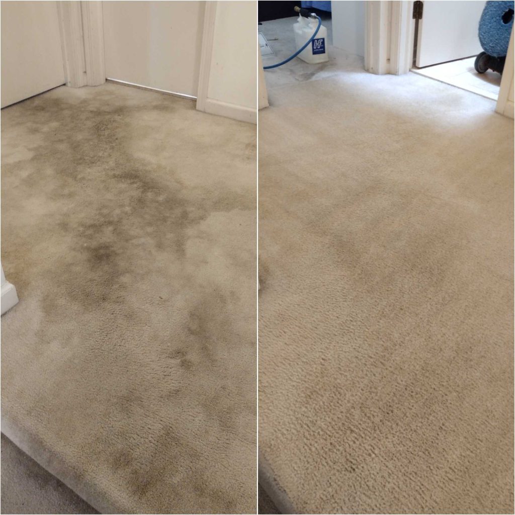 professional carpet cleaning