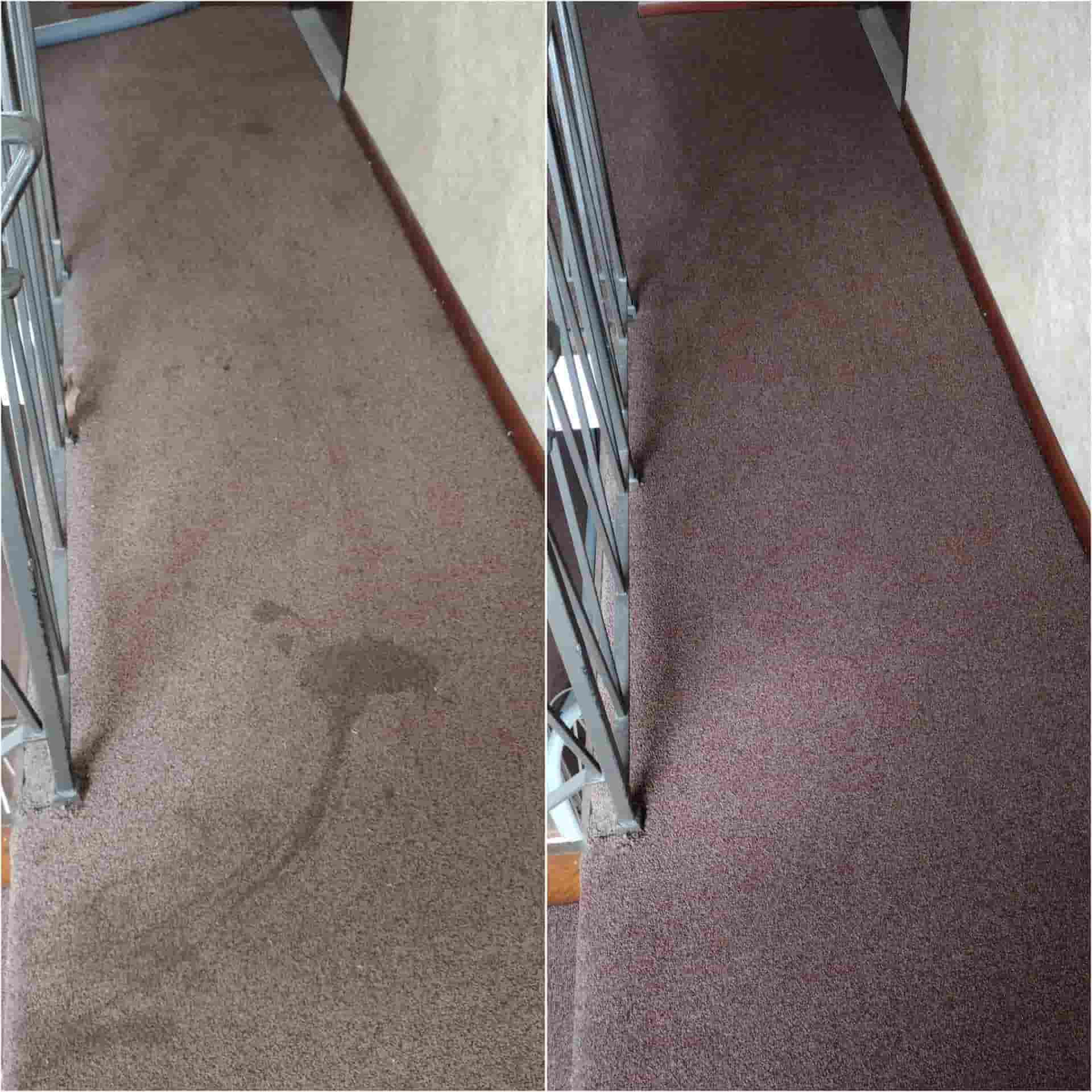 carpet steam cleaning