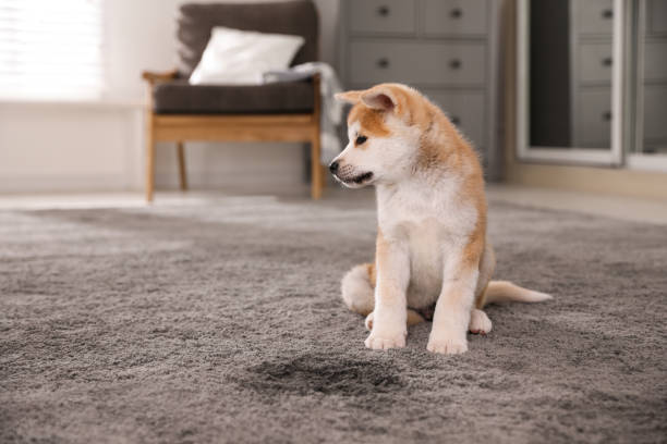 emergency carpet cleaning