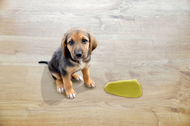 cleaning laminate floors